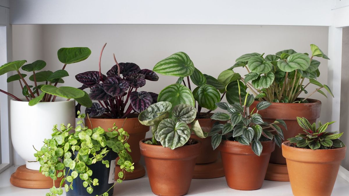 What kind of pots are best for indoor plants?